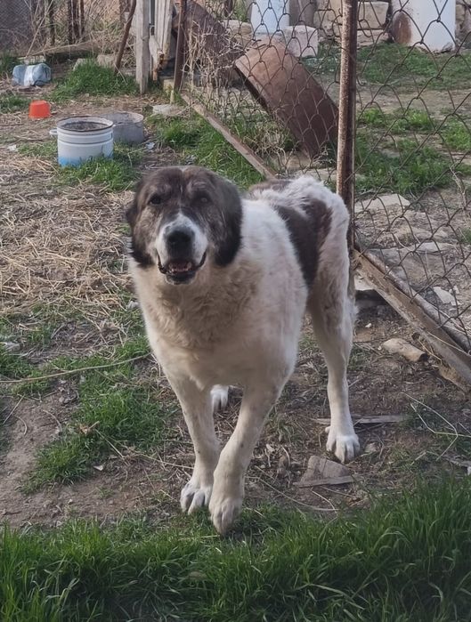 Связка сабак алабай