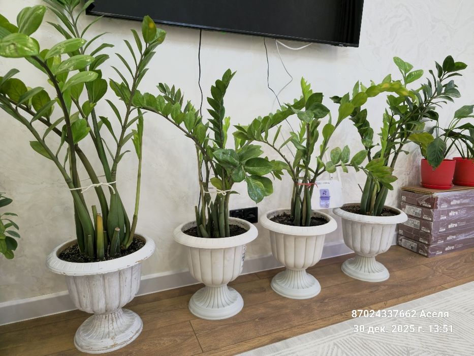 Комнатные цветы много