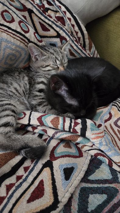 Отдам котят 3 месяца