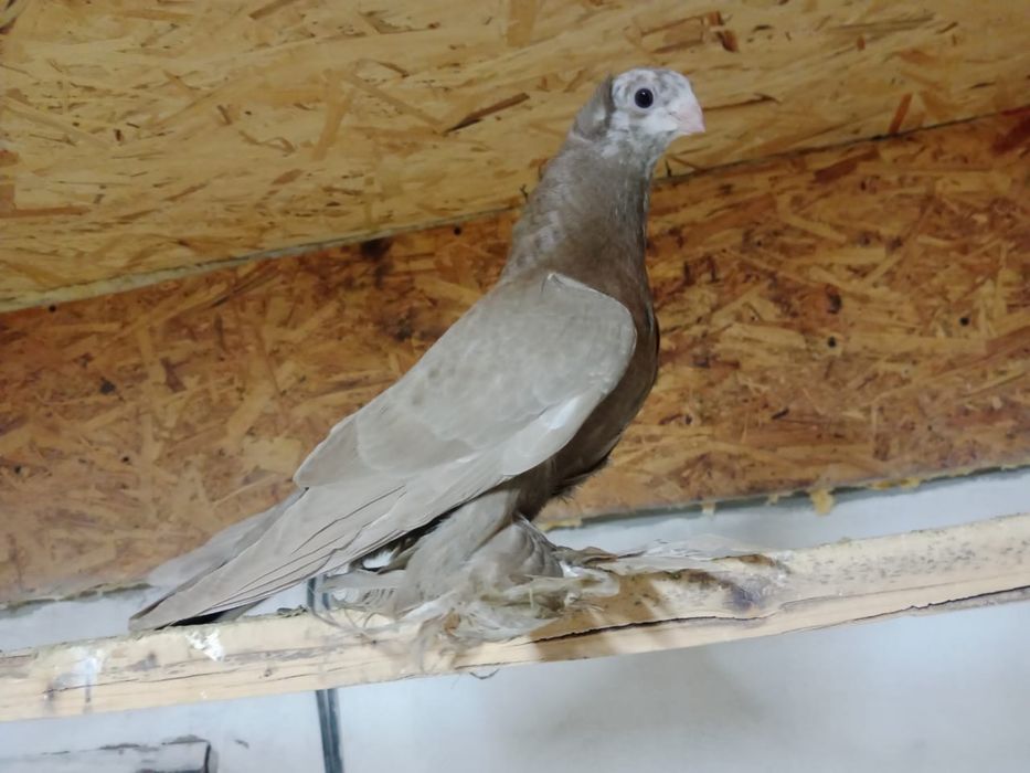 Продам   голубей