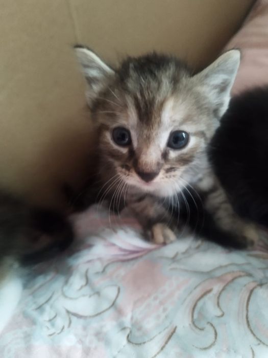 Отдам котят в хорошие руки!