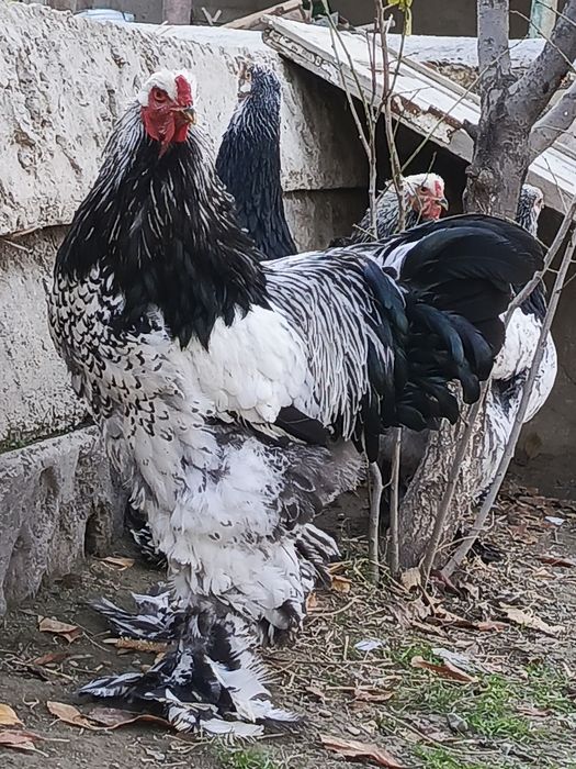 Brama svetliy tyomni pux qora nuqtali tuxumlari sotiladi