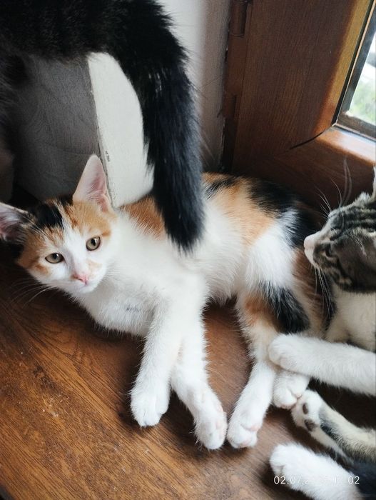 Котятам нужен дом