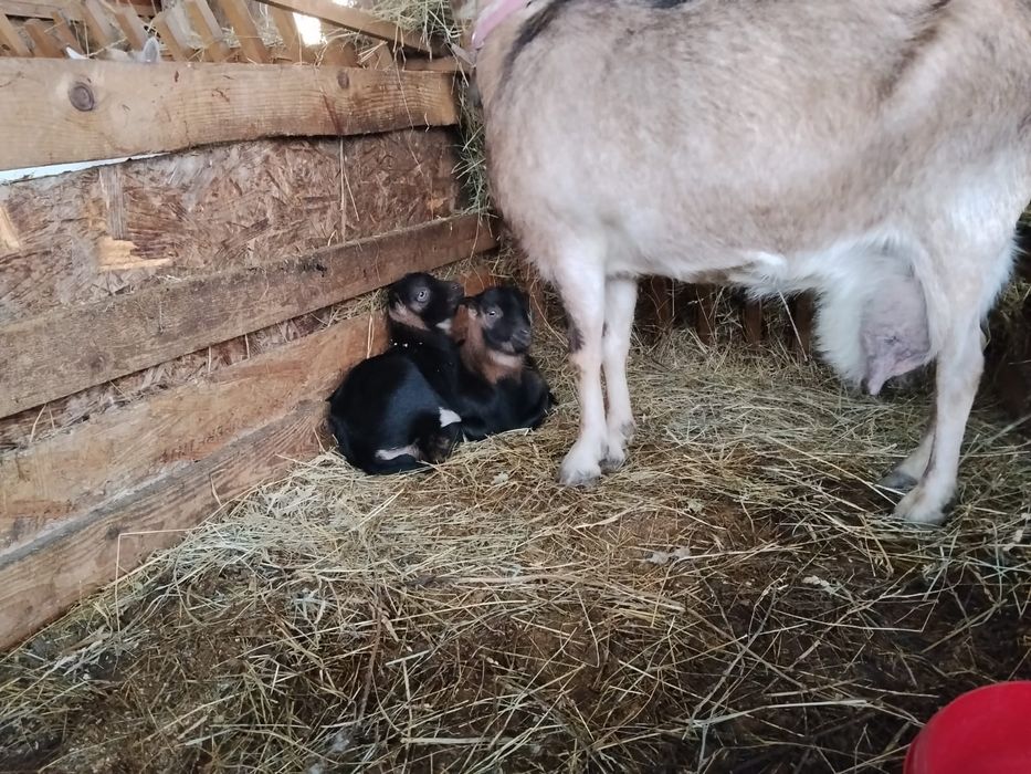 Vand  capre fătate,gestante si un țap .