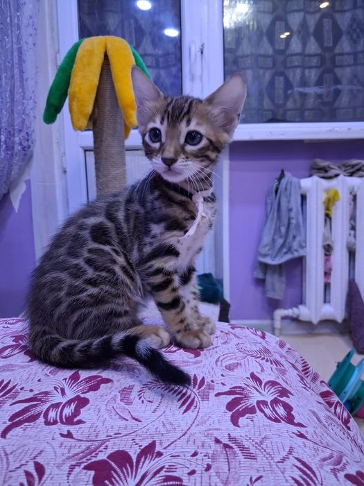 Продам бенгальских котят.