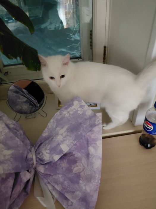 Продам домашний кошка