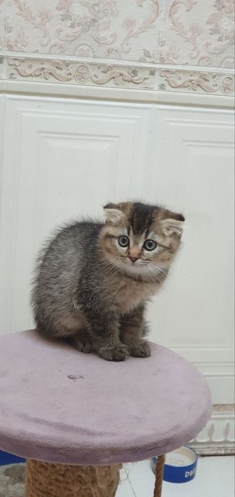 СРОЧНО! Шотландская вислоухая голубо-глазая ,,Скоттиш-фолд'' цена за в