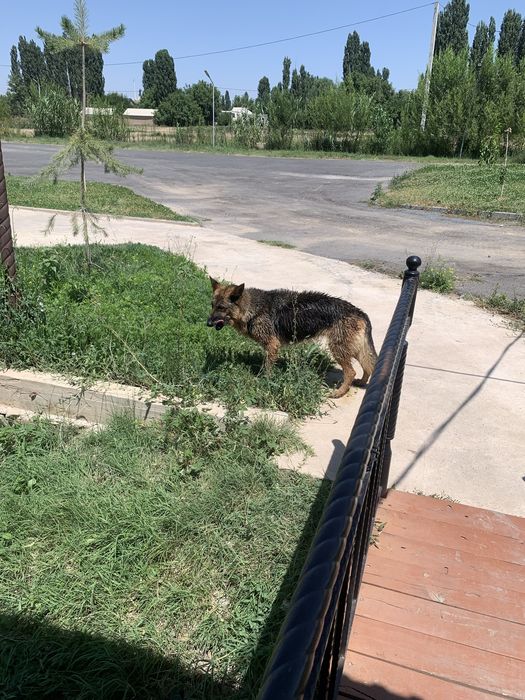 Овчарка.