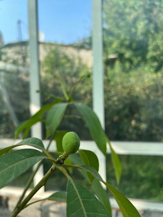 Привитые Саженцы Манго