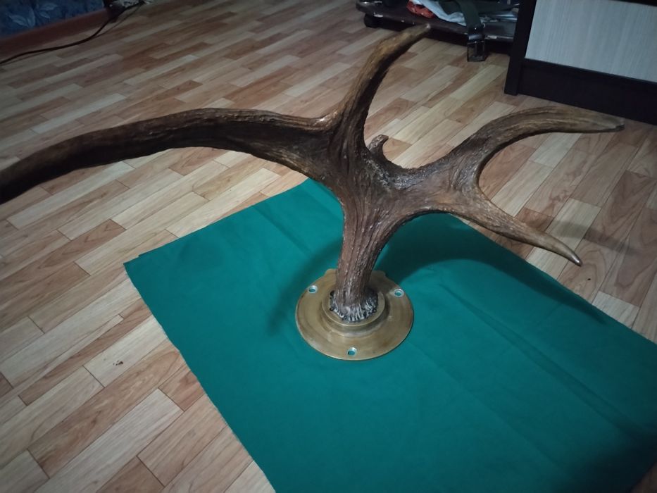 Натуральные рога. Советские. Марал.