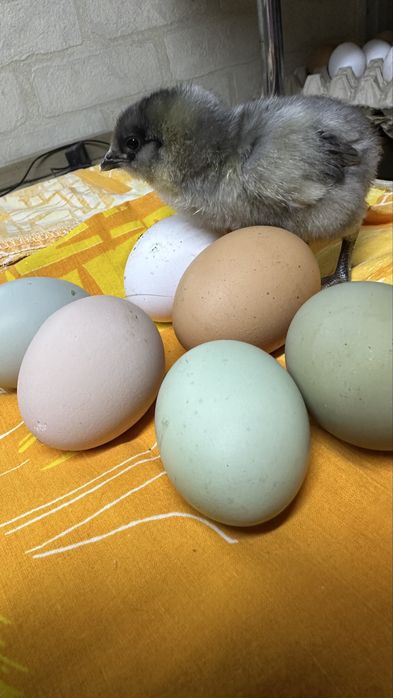 Яйца на инкубацию