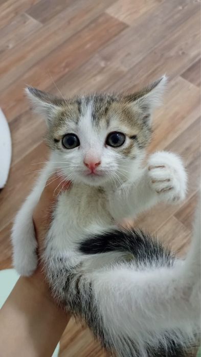 Срочно отдам котят бесплатно