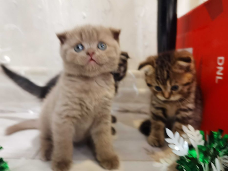 Продаются котята