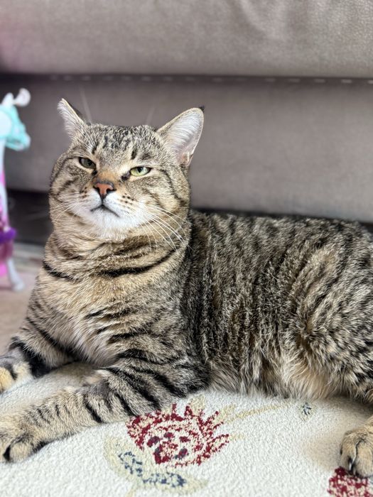 Найден упитанный кот