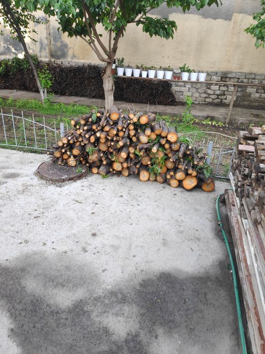Ўтин Шафтоли дарахти.