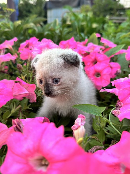 Котенок скоттиш фолд девочка