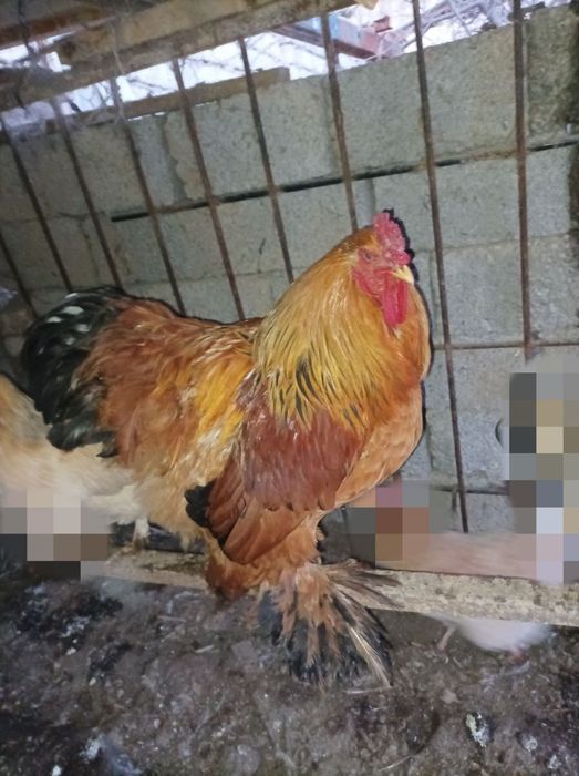 Продаётся 2 петуха БРАМА