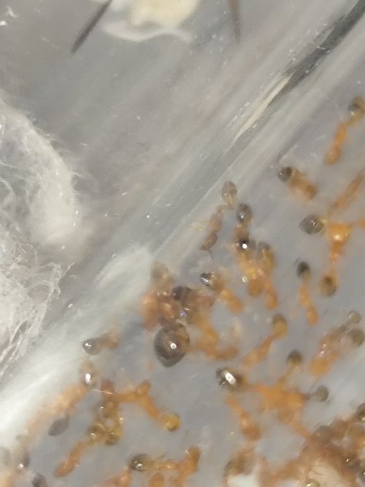 Monomorium pharaonis