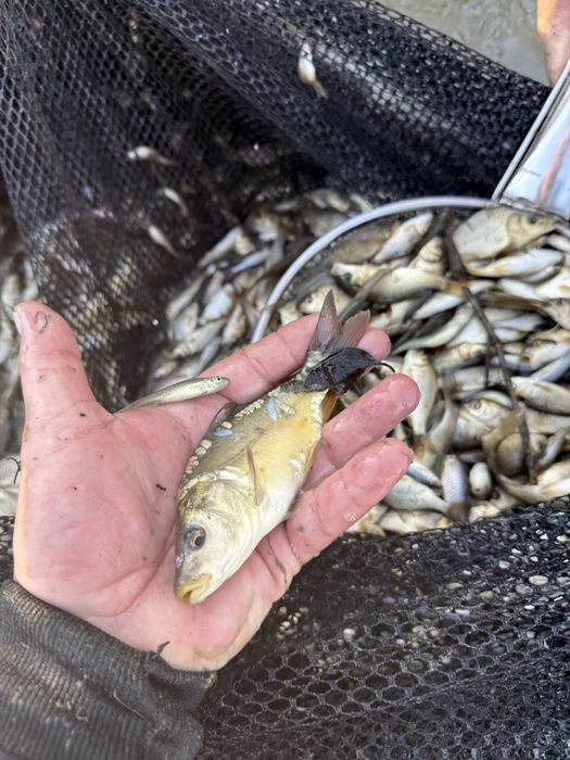 Малёк Сазан Карп Амур