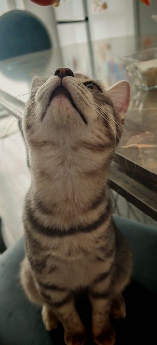 Кот. Очень ласковый.