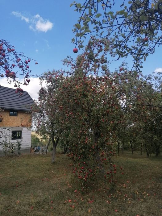 Mere ionatan, 0.50 bani