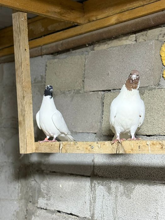 Пармен Кептер сатылады