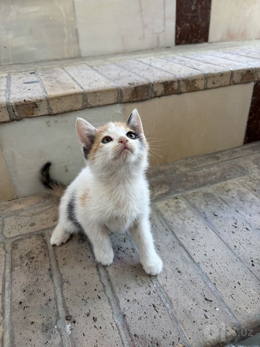 Отдам даром Котят