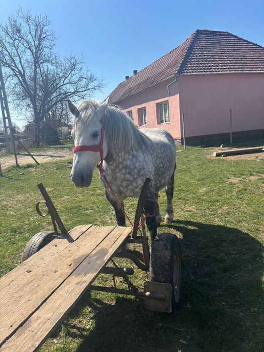De vânzare  iapă gestantă