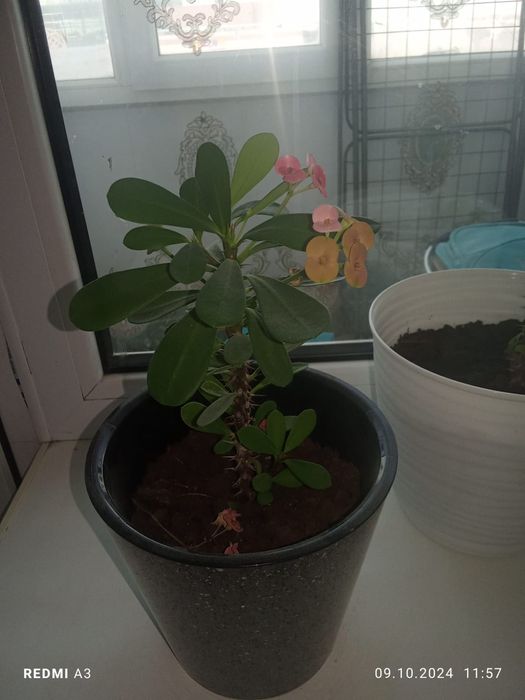 Комнатные растения