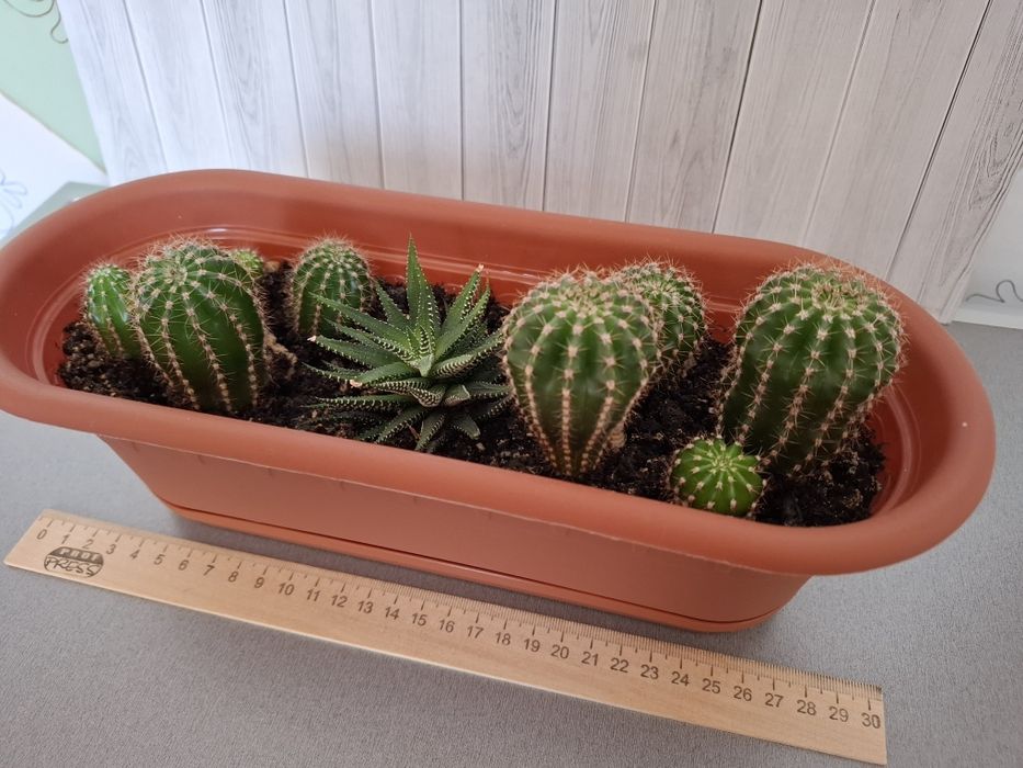 Весёлая семейка кактусов