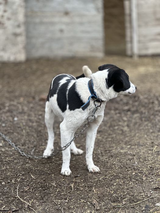 Принцесса. Собака ищет семью. Добрая
