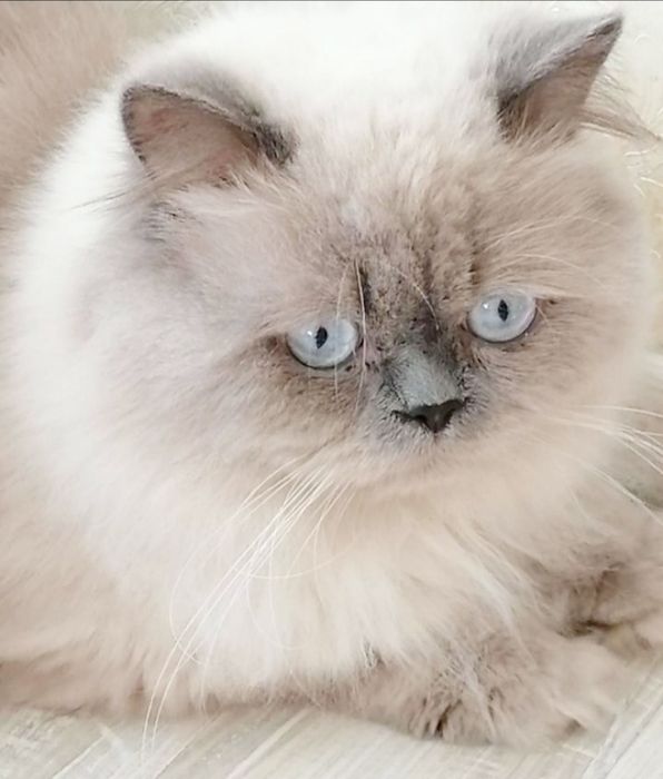 Скоттиш Страйт колор поинт вязка