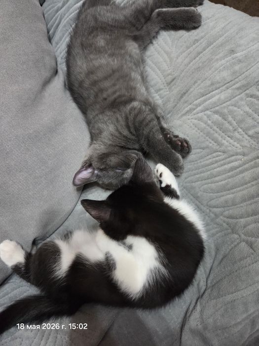 Котятки ищут новый дом