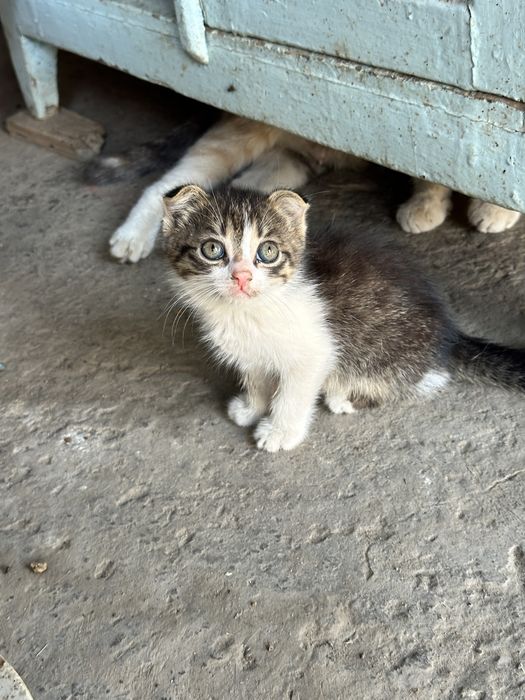 продаються котята вислоухие не дорого