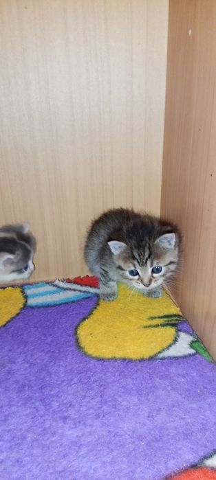 Отдам котят в добрые руки