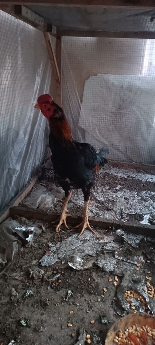 Шалпан хуроз сотмлади