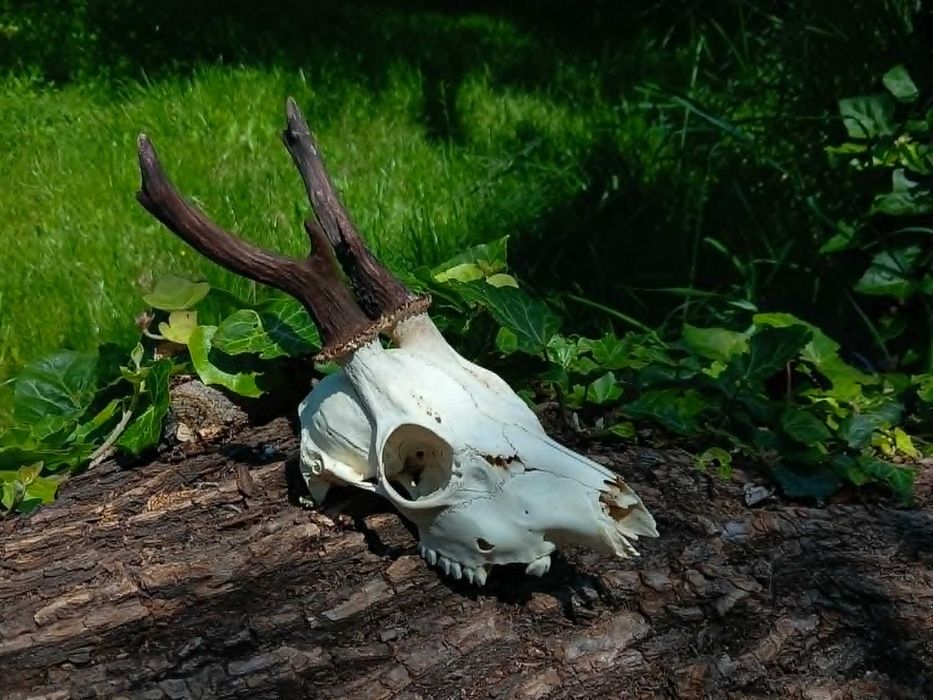 trofeu-trofee-craniu-coarne de caprior frumos