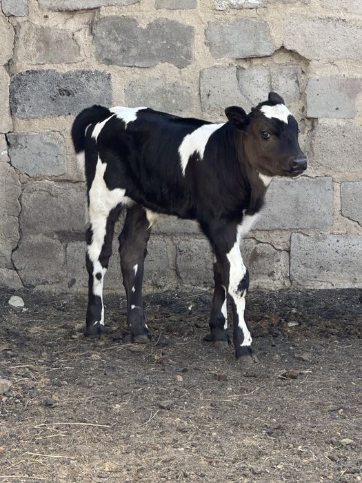 Продам корову с теленком