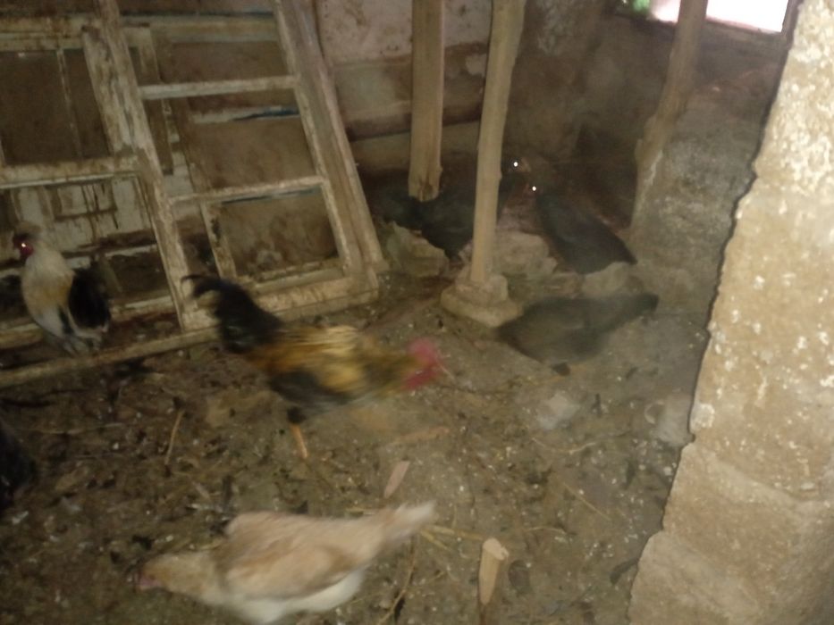 Xonaki,jaydari tovuqlar sotiladi. 7 ta 2ta xuroz 5 ta makiyon