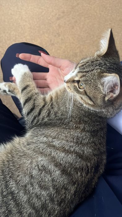 Ищем хороший дом для молодого котика!