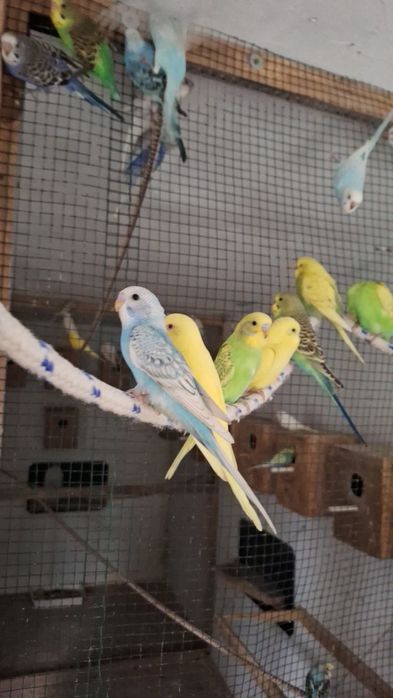 Papagali Nimfa si Perusi