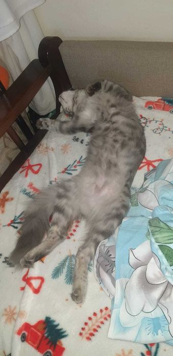 Отдаем Белочку, красоткк кошечку