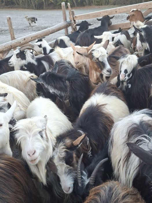 Vând 7 capre tinere