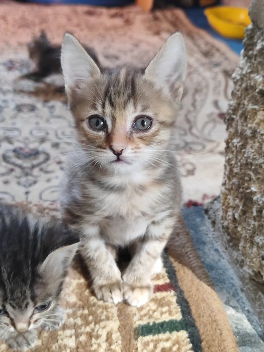 Отдам котят бауырластар 2