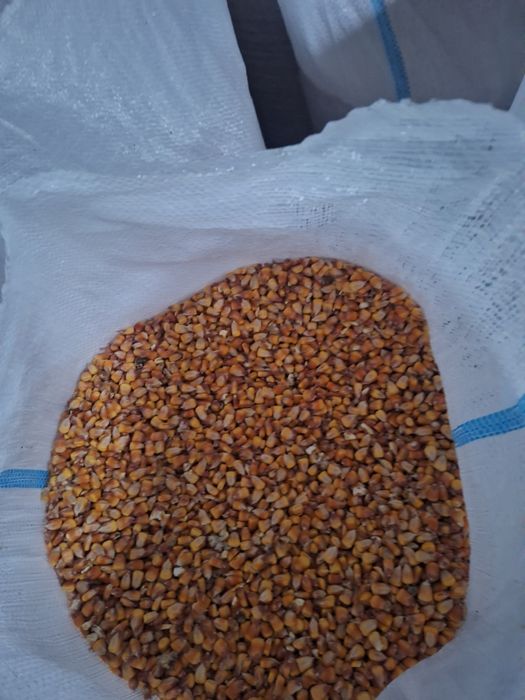 Vand porumb sticlos si furajer