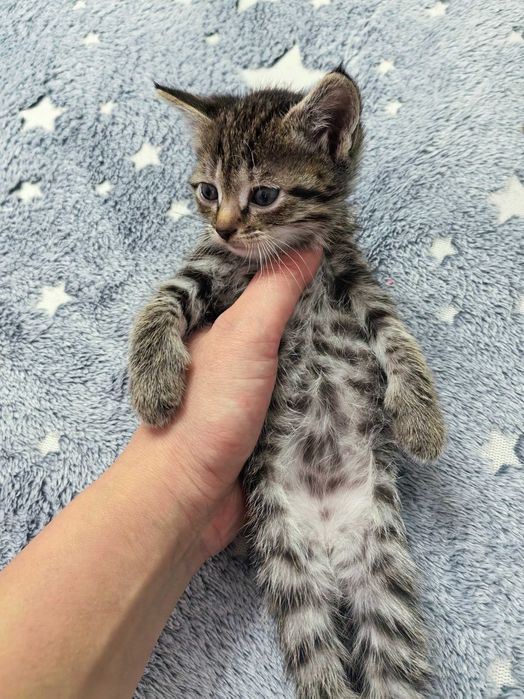 Отдам котят бесплатно