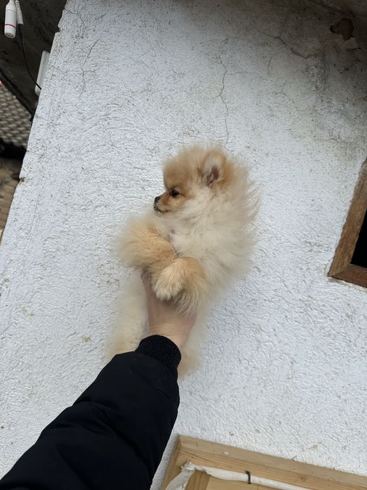 Pomeranian/Померан