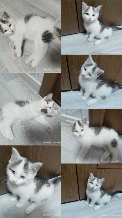 Отдам котенка в добрые руки
