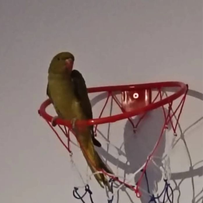 Micul Alexandru verde olive