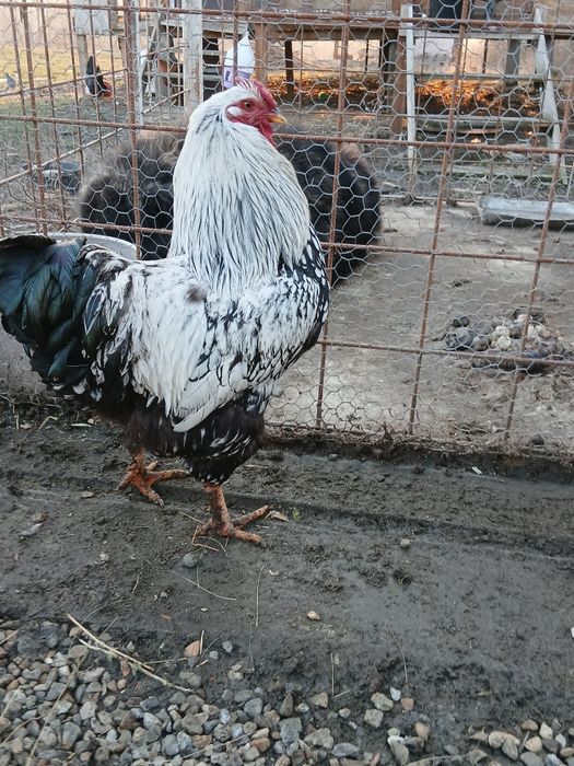 Cocosi wyandotte gri